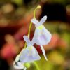 Kwiaty/flowers 